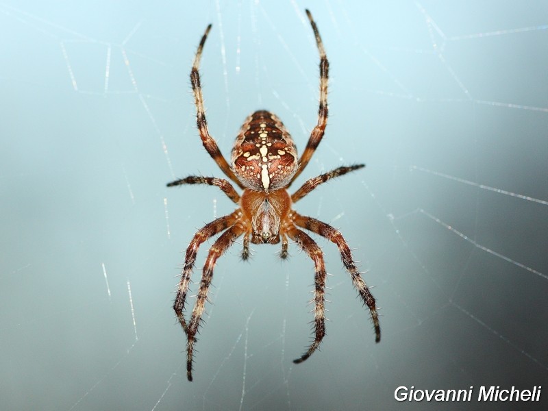 Araneus diadematus - Arluno (MI)